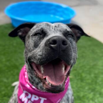 Rescue Australian Cattle Dog Blue Heeler and Catahoula Leopard Dog Dogs for Adoption in Houston, Texas - Shelby | PetCurious