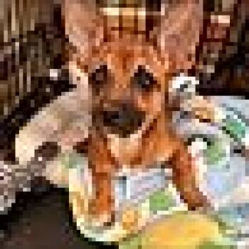 Bailey -  Chihuahua and Beagle Dog for Adoption in Fort Mill, South Carolina - Bailey | PetCurious