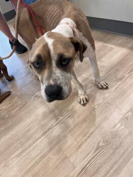 Pit Bull Terrier Dogs Available for Adoption in Pearland, Texas - VELMA | PetCurious