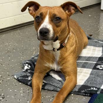 Amiga -  American Staffordshire Terrier Dog for Adoption in Riverdale, Iowa - Amiga | PetCurious