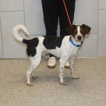 Pringle -  Beagle and Mixed Breed Dog for Adoption in Elk Grove Village, Illinois - Pringle | PetCurious