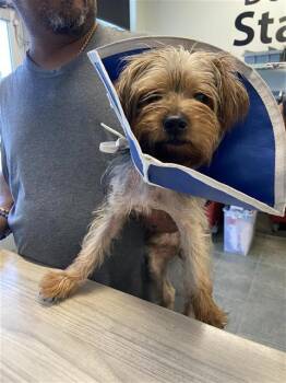 ELMO -  Yorkshire Terrier Dog for Adoption in San Antonio, Texas - ELMO | PetCurious