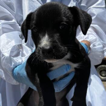 White Socks -  Shepherd and Mixed Breed Dog Available for Adoption in Edinburg, Texas - White Socks | PetCurious