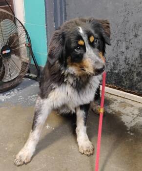 Australian Shepherd Dogs Available for Adoption in New Lexington, Ohio - Ferris #70 | PetCurious