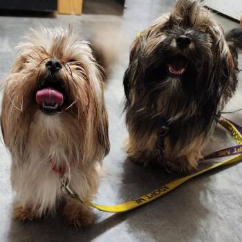 Lhasa Apso and Havanese Dogs Available for Adoption in Glenelg, Maryland - Watson | PetCurious