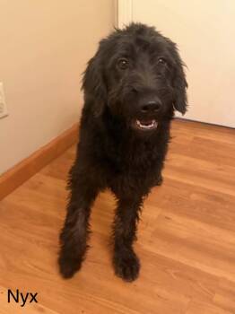 Nyx AA in MS -  Labrador Retriever and Standard Poodle Dog for Adoption in Warwick, Rhode Island - Nyx AA In MS | PetCurious