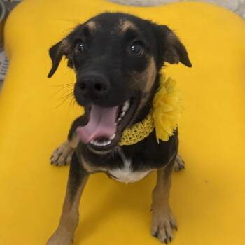 Jay -  Mixed Breed Dog for Adoption in Las Cruces, New Mexico - Jay | PetCurious