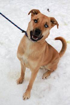 Siberian Husky and Pit Bull Terrier Dogs Available for Adoption - Iced Tea | PetCurious