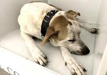 Pit Bull Terrier and Mixed Breed Dogs Available for Adoption - A651397 | PetCurious