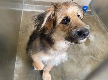 LION-O -  Airedale Terrier and Mixed Breed Dog for Adoption in Tustin, California - LION-O | PetCurious