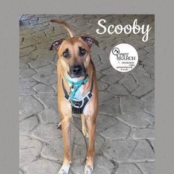 Labrador Retriever and Mixed Breed Dogs Available for Adoption in Washington, Pennsylvania - Scooby | PetCurious