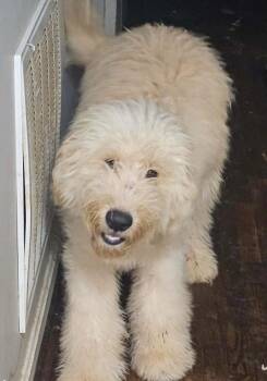Great Pyrenees and Labradoodle Dogs Available for Adoption in Washington, District Of Columbia - Oliver | PetCurious