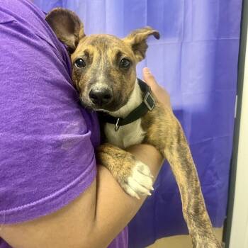 Lemon Drop -  Pit Bull Terrier and Mixed Breed Dog for Adoption in Bullhead City, Arizona - Lemon Drop | PetCurious