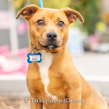 Labrador Retriever Dogs Available for Adoption in Wake Forest, North Carolina - Bing | PetCurious