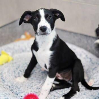 Labrador Retriever and Mixed Breed Dogs Available for Adoption in Atlanta, Georgia - Lou | PetCurious