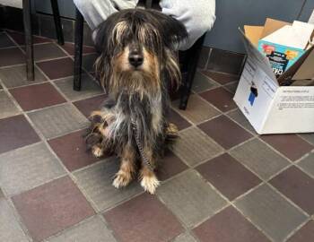 Big York -  Mixed Breed Dog for Adoption in New York, New York - Big York | PetCurious