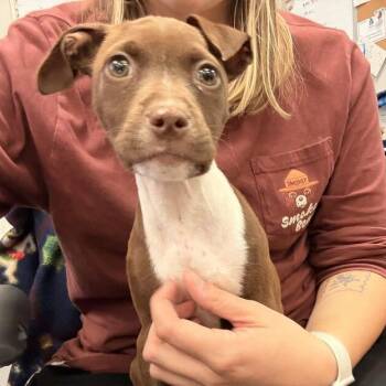 Ducky -  Mixed Breed Dog for Adoption in Davenport, Iowa - Ducky | PetCurious