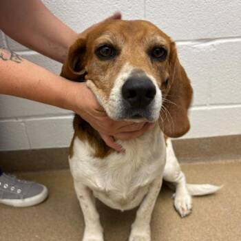 Beagle Dogs Available for Adoption in Corpus Christi, Texas - Lexi | PetCurious