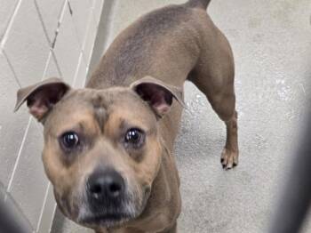 HEAVY -  Pit Bull Terrier and Mixed Breed Dog for Adoption in Omaha, Nebraska - HEAVY | PetCurious
