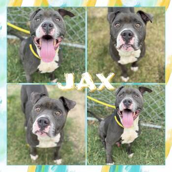 Jax -  Pit Bull Terrier Dog for Adoption in Fort Smith, Arkansas - Jax | PetCurious