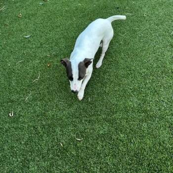 Bailey -  Terrier Dog for Adoption in Lake Dallas, Texas - Bailey | PetCurious