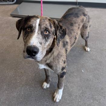107616 -  Mixed Breed Dog for Adoption in Las Cruces, New Mexico - 107616 | PetCurious