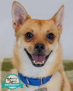 Rescue Chihuahua Dogs for Adoption in Kennesaw, Georgia - Pickles | PetCurious