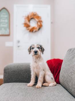 Aaric -  Wirehaired Terrier and Schnauzer Dog for Adoption in Goodyear, Arizona - Aaric | PetCurious