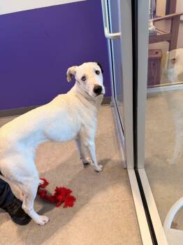 Rescue Dalmatian and Bearded Collie Dogs for Adoption in Bossier City, Louisiana - Delilah | PetCurious