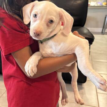 Spanky -  Chihuahua Dog for Adoption in San Antonio, Texas - Spanky | PetCurious