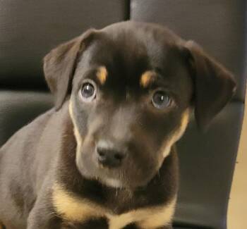 Shepherd and Labrador Retriever Dogs Available for Adoption - Peachy | PetCurious