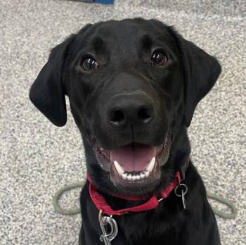 Labrador Retriever Dogs Available for Adoption in Golden, Colorado - Bowser | PetCurious