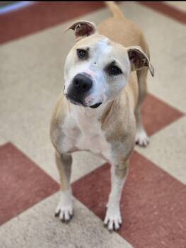 Roxie -  Pit Bull Terrier Dog for Adoption - Roxie | PetCurious