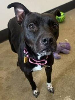 Haven -  Pit Bull Terrier Dog for Adoption in Cleveland, Ohio - Haven | PetCurious