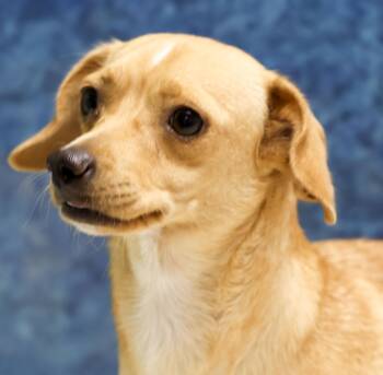 Rescue Dachshund Dogs for Adoption in Casa Grande, Arizona - Carly | PetCurious