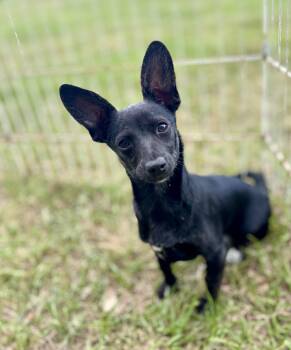 Miniature Dachshund and Chihuahua Dogs Available for Adoption - Blackie | PetCurious