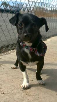 Jr -  Chihuahua Dog for Adoption in Gardnerville, Nevada - Jr | PetCurious