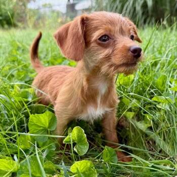 Gabrielle -  Chihuahua and Poodle Dog for Adoption in Dayton, Ohio - Gabrielle | PetCurious