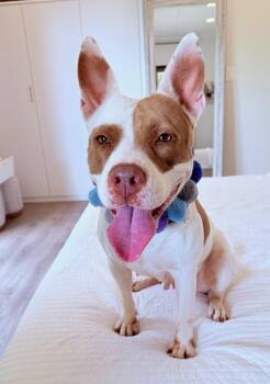 Dulce -  Pit Bull Terrier and Shepherd Dog for Adoption in Mettawa, Illinois - Dulce | PetCurious
