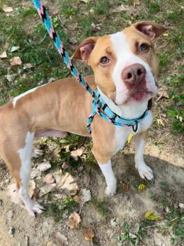 Rescue Pit Bull Terrier Dogs for Adoption in Cleveland, Ohio - Albert | PetCurious