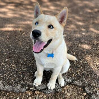 Magenta -  Husky Dog for Adoption in Boerne, Texas - Magenta | PetCurious