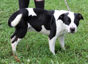 Fred (Photos July 10th 2026) -  Pit Bull Terrier Dog for Adoption in Marietta, Ohio - Fred (Photos July 10th 2026) | PetCurious