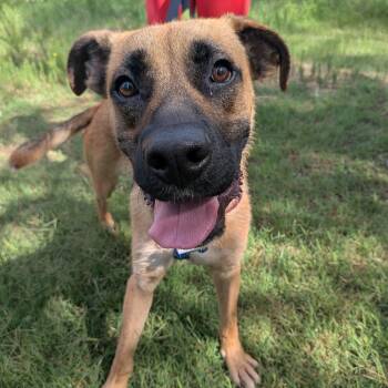 Higgs -  Shepherd and Mastiff Dog for Adoption in Wake Forest, North Carolina - Higgs | PetCurious