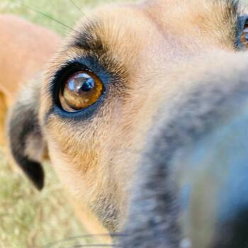 Black Mouth Cur Dogs Available for Adoption - Fig | PetCurious