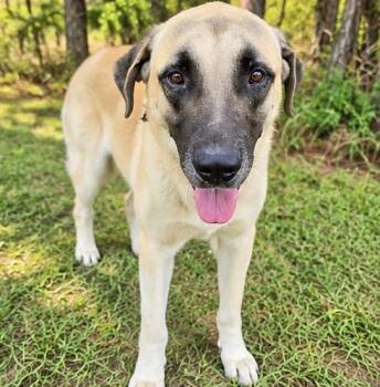 Brutus -  Anatolian Shepherd Dog for Adoption in Foley, Alabama - Brutus | PetCurious