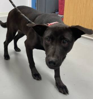 Rescue Labrador Retriever and Cattle Dog Dogs for Adoption in Hartsville, South Carolina - Josey | PetCurious