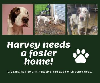 Needs Foster Harvey (GA) -  English Pointer Dog for Adoption in Bridgeton, New Jersey - Needs Foster Harvey (GA) | PetCurious