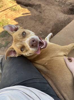 Rescue Mixed Breed Dogs for Adoption in Guthrie, Oklahoma - Novalee | PetCurious