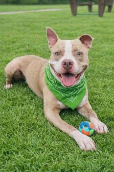 American Staffordshire Terrier and Mixed Breed Dogs Available for Adoption in Houston, Texas - Tanker | PetCurious