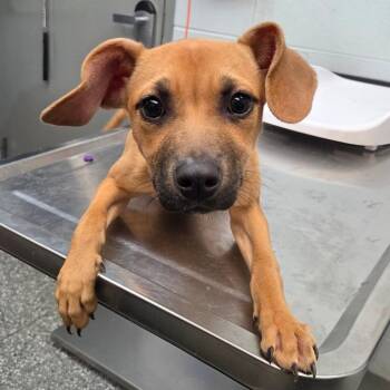 Kimchi -  Hound and Mixed Breed Dog for Adoption in Parkersburg, West Virginia - Kimchi | PetCurious